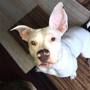 Meet your Posher, Lashia